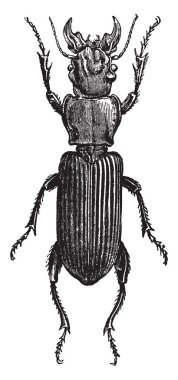 Daha--dan an inç ve üç çeyrek uzunluğu, vintage çizgi çizme veya oyma illüstrasyon attains Campylocnemis Schroeteri.