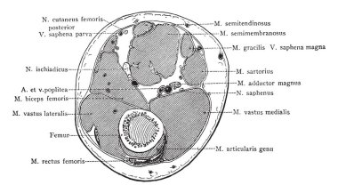 Bölümü alt üçüncü üzerinden uyluğun beş santim üzerinden diz eklemi, vintage çizgi çizme veya oyma illüstrasyon.