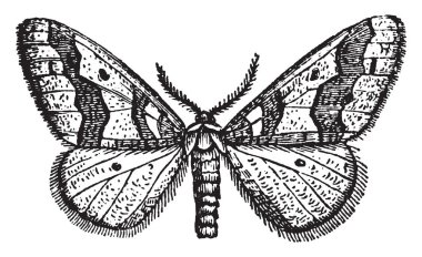 Erkek kış güve sisli akşamları geç Kasım, vintage çizgi çizme veya oyma illüstrasyon olarak etrafında sinek.