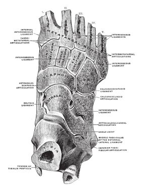 Bu resimde eklem ayak, vintage çizgi çizme veya oyma illüstrasyon temsil eder..