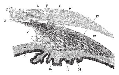 Bu resimde göz, vintage çizgi çizme veya oyma illüstrasyon silier işlemleri temsil eder..