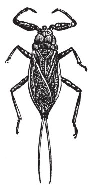 NEPA Cinerea su akrep, vintage çizgi çizme veya oyma illüstrasyon familyasından bir.