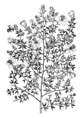 Illustration of Creosote bush or larrea plant is a genus in caltrop family, Zygophyllaceae. Creosote bush has five species of shrubs and native to America, vintage line drawing or engraving illustration. clipart