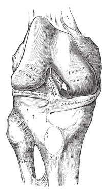 Bu resimde diz eklem gösterilen iç ligament, vintage çizgi çizme veya oyma illüstrasyon temsil eder..
