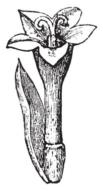 Bu çiçek kafa yapısıdır. Orta bölümü tarafından çanak yaprak kaplıdır, alt kısmı yumurtalık. Üst anter silindir form, vintage çizgi çizme veya oyma illüstrasyon olmasıdır.