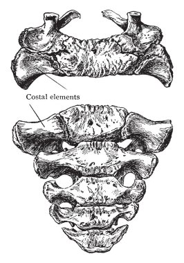 Bu resimde çift ve ön yüzey, sakrum, vintage çizgi çizme veya oyma illüstrasyon temsil eder.
