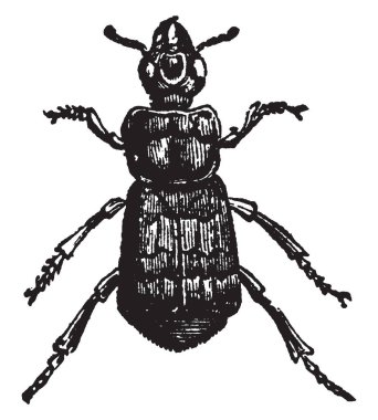 Kuzey Amerika, vintage yarar zaten çizim veya illüstrasyon oyma ilgi olan Necrophorus Vespillo.