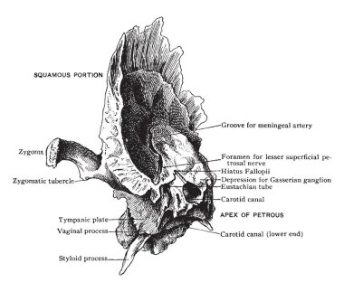 Bu resimde şakak kemiğinden vintage çizgi çizme veya oyma illüstrasyon daha önce temsil eder.