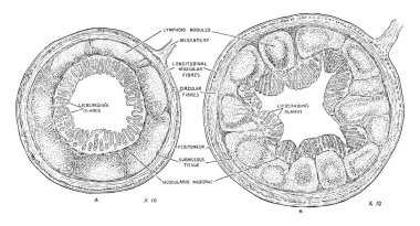 Bu diyagram ek, vintage çizgi çizme veya oyma illüstrasyon yapısını temsil eder..