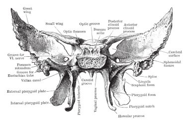 Bu resimde ense görüntülendi vintage çizgi çizme veya oyma illüstrasyon arkasından, temsil eder.