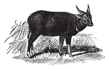 Anoa, Endonezya'ya özgü iki türden oluşan Bubalus'un bir alt türüdür, vintage çizgi çizimi veya gravür illüstrasyonu.