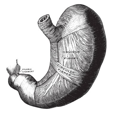 Bu örnekte, mide, vintage çizgi çizme veya oyma illüstrasyon derin kas temsil eder..