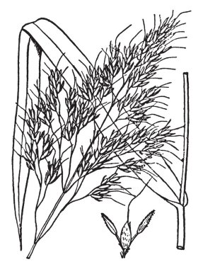 Bu ot büyür ve çok uzun, kök, vintage çizgi çizme veya oyma illüstrasyon büyüyen yaprakları yayılır.