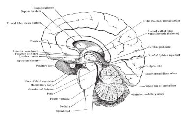 Beyin beyin sapı cerebrum ve beyincik ve ventrikül alanlarda, vintage çizgi çizme veya oyma illüstrasyon ilişkisi gösterilen mesial bölümünde görüldüğü gibi çizim Basitleştirilmiş.