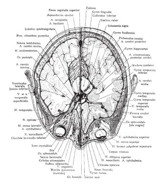 Bu resimde kesit, kafa ile gözleri, vintage çizgi çizme veya oyma illüstrasyon temsil eder..