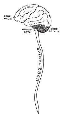 Cerebrospinal eksen, vintage çizgi çizme veya oyma illüstrasyon semidiagrammatic görünümünü.