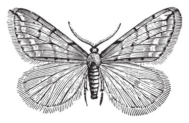 Erkek bahar Cankerworm güve Atlantik Okyanusu, vintage çizgi çizme veya oyma illüstrasyon Kuzey Amerika'da bulundu.