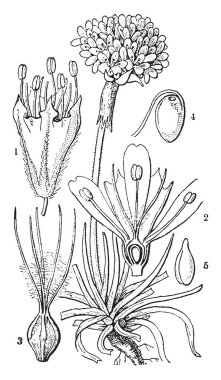 Deniz tasarruf familyasından bir bitki ailesinin Plumbaginaceae. Bu çiçek stamens, corolla, pistil, ovule ve embriyo, vintage çizgi çizme veya oyma illüstrasyon bölümü bölümünde.