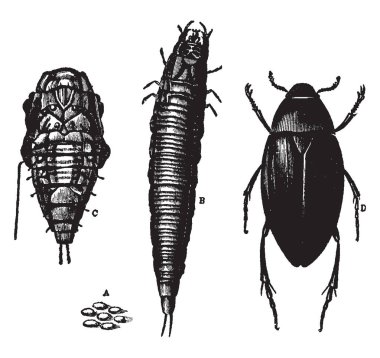 Böcekler Hydrophilidae dört Birleşik, vintage çizgi çizme veya oyma illüstrasyon ailesindeki cins Hydrophilus.