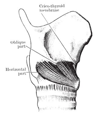 Bu resimde Cricothyroid kas, vintage çizgi çizme veya oyma illüstrasyon temsil eder..