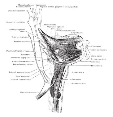 Bu resimde kasları kemiği, vintage çizgi çizme veya oyma illüstrasyon temsil eder..