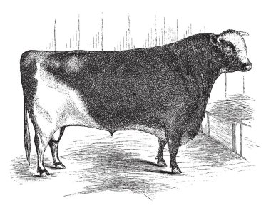 Kısa boynuz boğa doğurmak sığır North East of England 18 yüzyılda, vintage çizgi çizme veya oyma illüstrasyon kökenli.