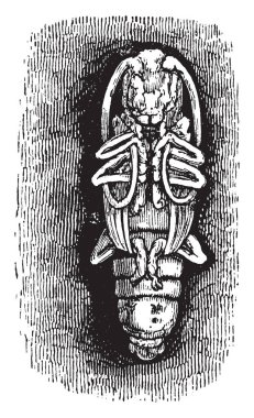 Bu resimde Longhorn böceği Pupa, vintage çizgi çizme veya oyma illüstrasyon temsil eder..