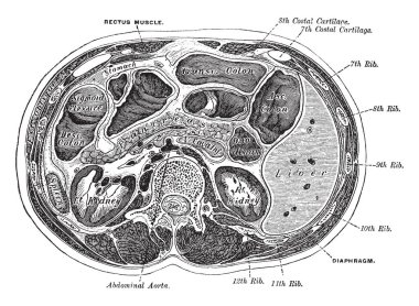 Bu resimde gövde, vintage çizgi çizme veya oyma illüstrasyon enine bölümünü temsil eder..