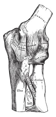 Bu resimde dirsek gösterilen iç ligament, vintage çizgi çizme veya oyma illüstrasyon temsil eder..