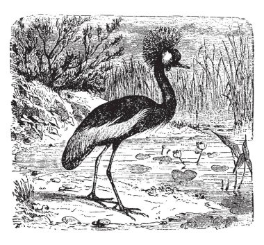 Bir tutam tüy, vintage çizgi çizme veya oyma illüstrasyon ile süslenmiş onun başının tepeli vinç vardır.