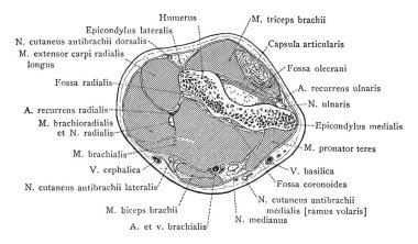 Bu resimde kesit, kol aracılığıyla Epicondyles, vintage çizgi çizme veya oyma illüstrasyon temsil eder..
