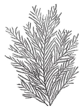 Gorgonia Verticellata Akdeniz, vintage çizgi çizme veya oyma illüstrasyon bulunur.