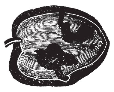 Galeri teşkil larva, Dacus yedi gün – yirmi-yirmi sekiz gün onun mükemmel devlet, vintage çizgi çizme veya oyma illüstrasyon geçmek gerektiren Oleae tarafından.