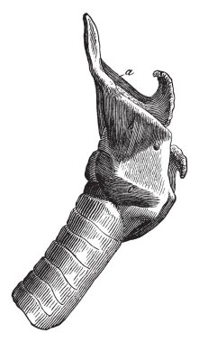 Bir at hyoepiglottideus hyothyroideus ve cricothyroideus gırtlak kaslarının çizim veya illüstrasyon oyma mevcut, vintage çizgi vardır.