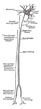 Nöron veya sinir hücre, çizim için vintage veya oyma illüstrasyon.