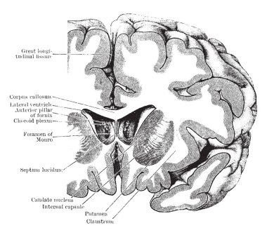 Koronal bölümü ön bölümü, vintage çizgi çizme veya oyma illüstrasyon kesin olarak doğru serebral hemisferlerin üzerinden.