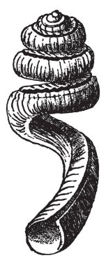 Yarık solucan salyangoz uzunluğu, vintage çizgi çizme veya oyma illüstrasyon aşağı kesecek bir dar bir eloongated kabuk sahip bir gastropod yumuşakca olduğunu.