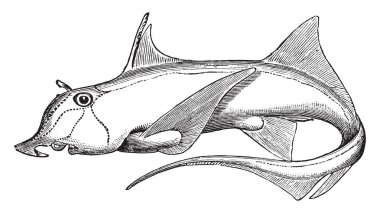 Bir tür-in balık chimaeras, vintage çizgi çizme veya oyma illüstrasyon Chimaeriformes sırasına Elephantfish olduğunu.