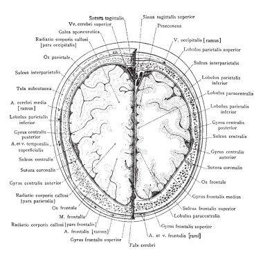 Bölüm Başkanı Ayrıca kenarlık, vintage çizgi çizme veya oyma illüstrasyon yukarıda 4 cm.