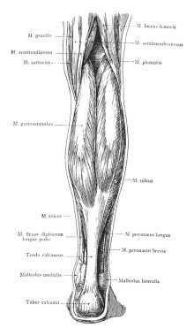 Bu resimde arka bacak, vintage çizgi çizme veya oyma illüstrasyon yüzeysel kaslarının görünümünü temsil eder..