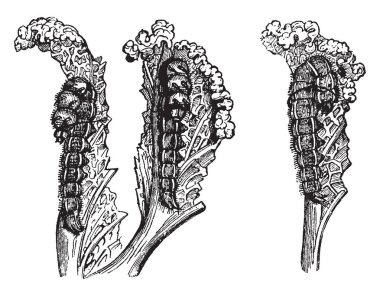Bu illüstrasyon, Lahana Kelebeği Tırtılları, vintage çizgi çizim veya gravür illüstrasyon temsil eder.