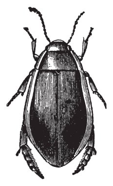 Cybister Dytici Aile, vintage çizgi çizme veya oyma illüstrasyon ait Roeselii.