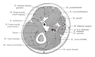 Bölümü alt üçüncü üzerinden sağ uyluk, vintage çizgi çizme veya oyma illüstrasyon.