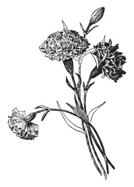 Kağıt mendil karanfil basit hızlı ve ucuz, düşünceli bir el yapımı hediyelik özelleştirmek kolaydır, vintage çizgi çizme veya oyma illüstrasyon.