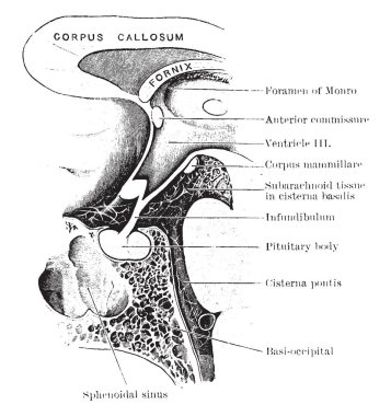 Bir yetişkin, vintage çizgi çizme veya illüstrasyon oyma hipofiz bölgesi boyunca Mesial bölüm.