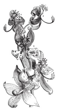 Kuğu orkide görülmeye değer. Cycnoches sıcak ve sıcak iklim Aralık, vintage çizgi çizme veya oyma illüstrasyon büyüyen Amerika'nın Sympodial epifitik orkide familyasından.