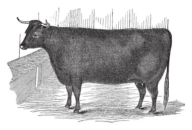 Devon Düve zengin bir kırmızı veya sarımsı kahverengi renk ve bu artış için Devon Ruby veya Red Ruby, vintage çizgi çizme veya oyma illüstrasyon unvan popüler verir.