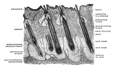 Bu resimde boyuna kısım, vintage çizgi çizme veya oyma resimde kafasına saç temsil eder..