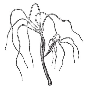 Hydra Viridis başka bir tatlı su polip, çizim veya şekil oyma vintage çizgi olduğunu.