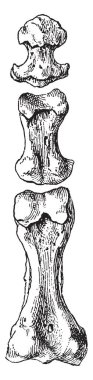 Bu resimde parmak kemikleri, dikkatli olunmalıdır, vintage çizgi çizme veya oyma illüstrasyon temsil eder..